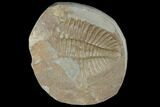 Partial Ogyginus Cordensis - Classic British Trilobite #103098-1